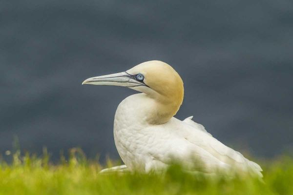 Scotland, Shetland Islands Northern gannet